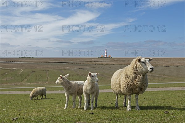 Ewe and lambs on dyke in front of Westerhever lighthouse