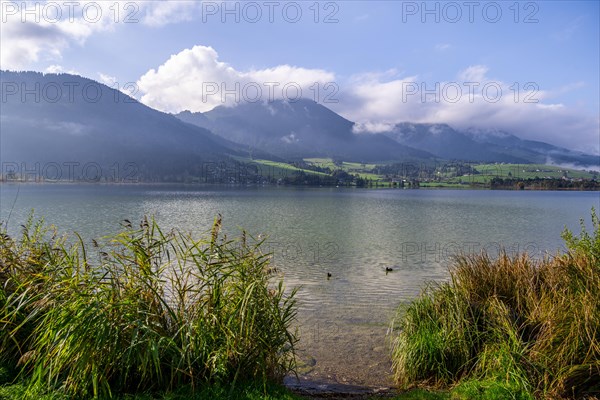 Walchsee