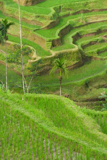 Green rice terraces on Bali island