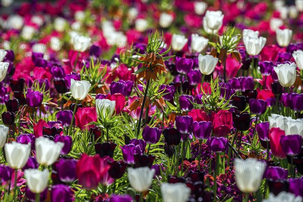 Field with flowering tulips