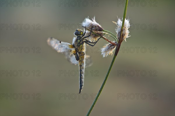 Four-spotted chaser