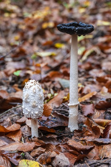 Shaggy ink cap