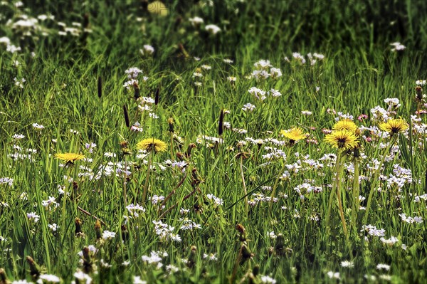 Spring meadow with dandelion