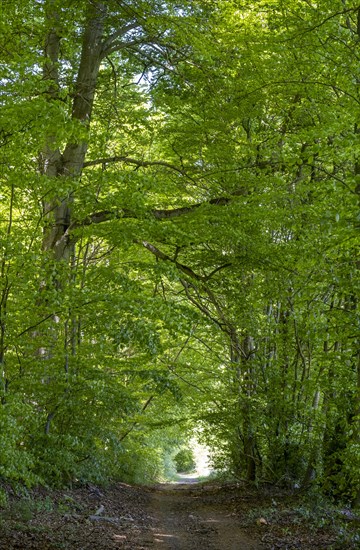 Beech forest