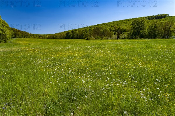 Meadow