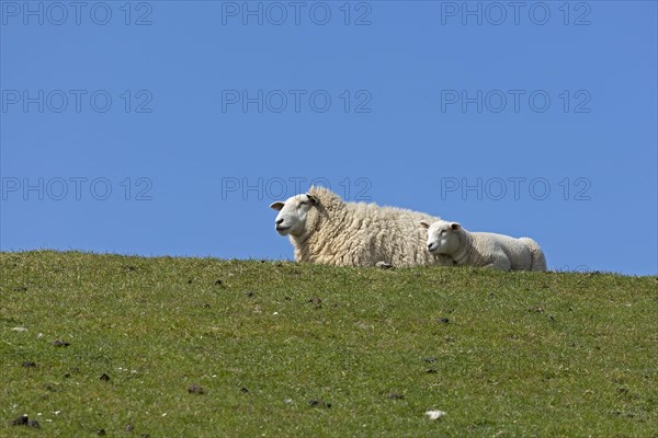 Ewe and lamb on dyke