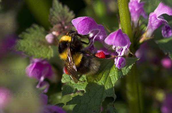 Garden bumblebee