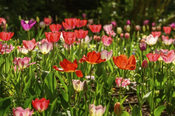 Tulips