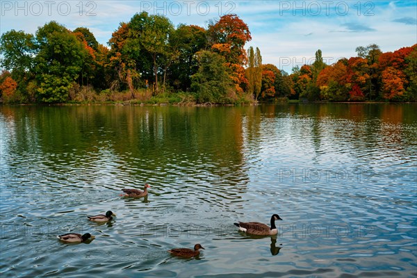 Ducks in a lake in Munich English garden Englischer garten park