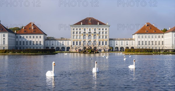 Swans swimming in front of Nymphenburg Palace