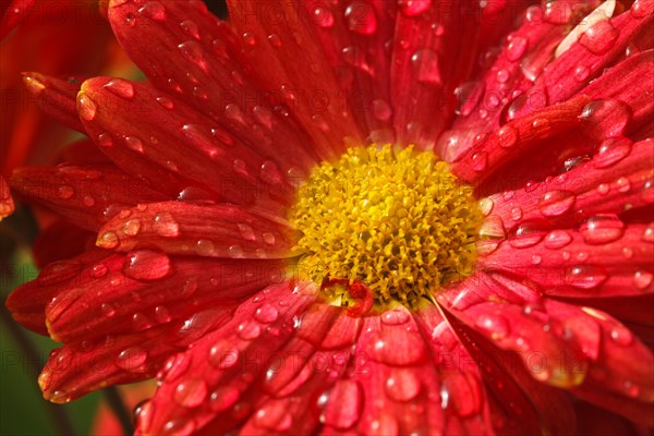 Gerbera flower close up with water droplets on petals