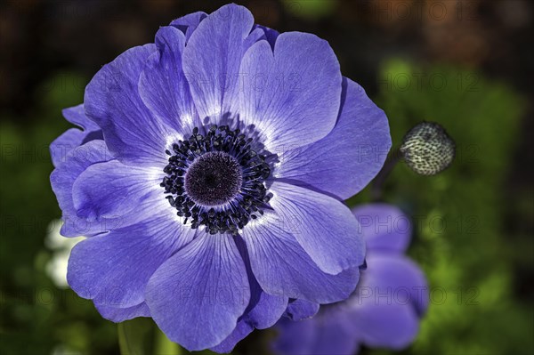 Flower of a blue anemone