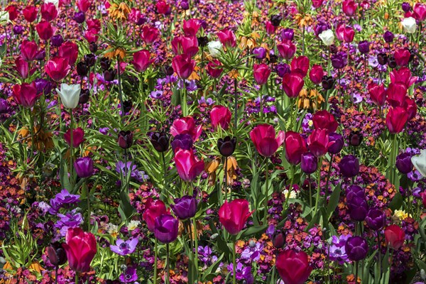 Field with flowering tulips