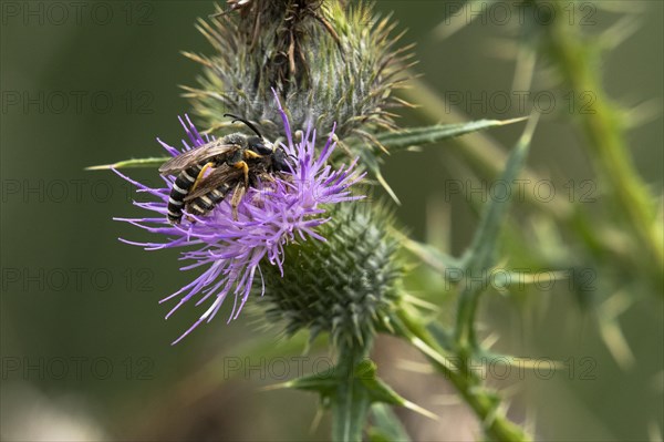 White-banded six-banded furrow bee