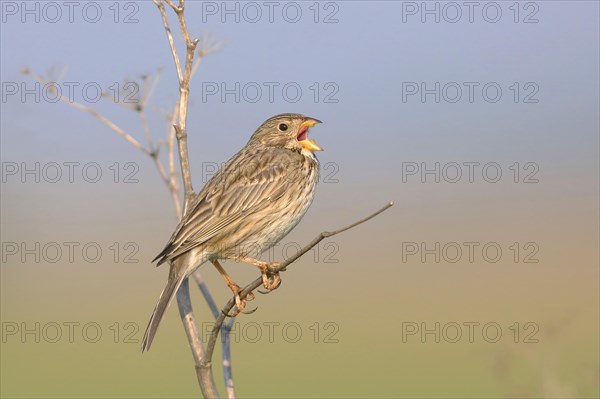 Corn bunting