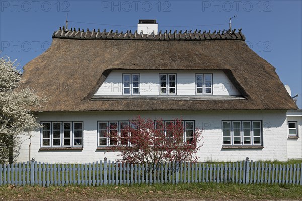 Thatched roof house