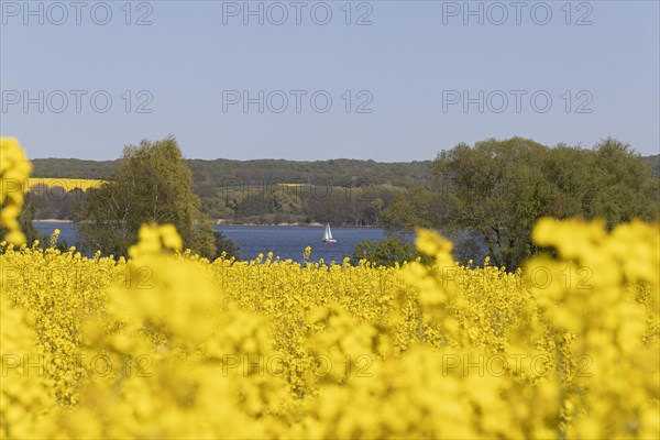 Rape fields