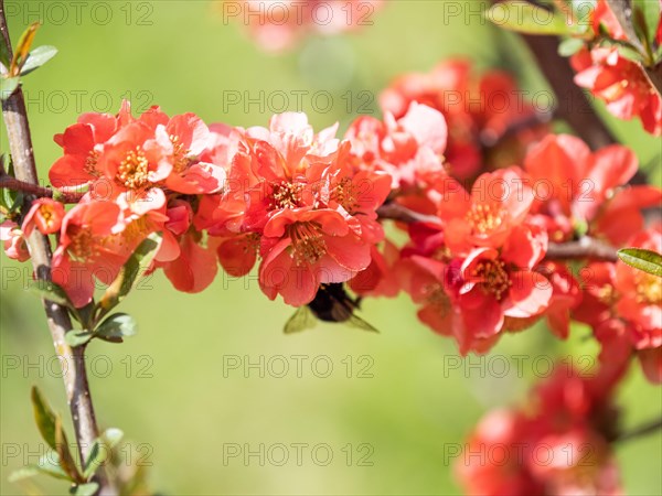 Japanese quince