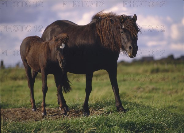 Dartmoorpony