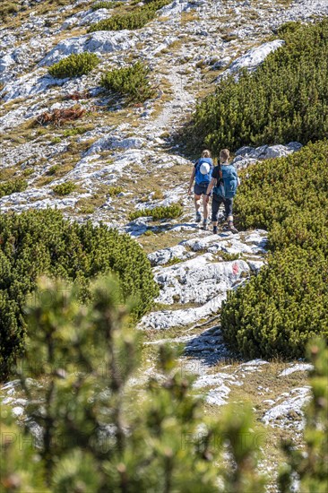 Hikers on a hiking trail