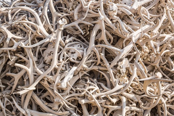 Pile of various animal skulls and elk antlers