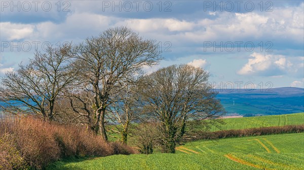 Trees and Fields