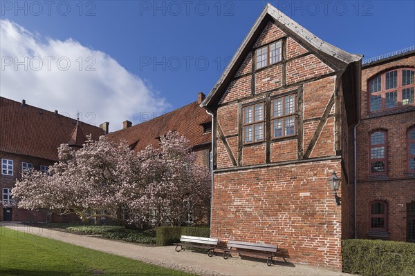 Town hall garden with flowering magnolias