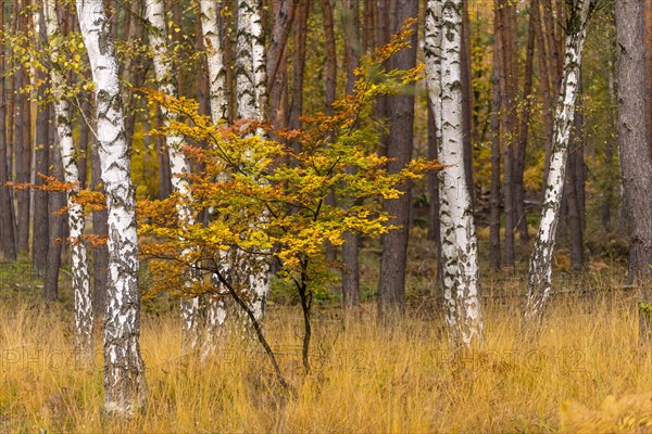 Autumn atmosphere in the forest with beech