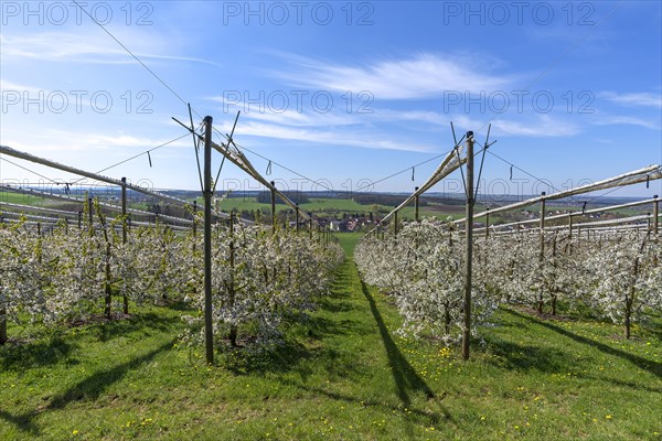 Blossoming wild cherry