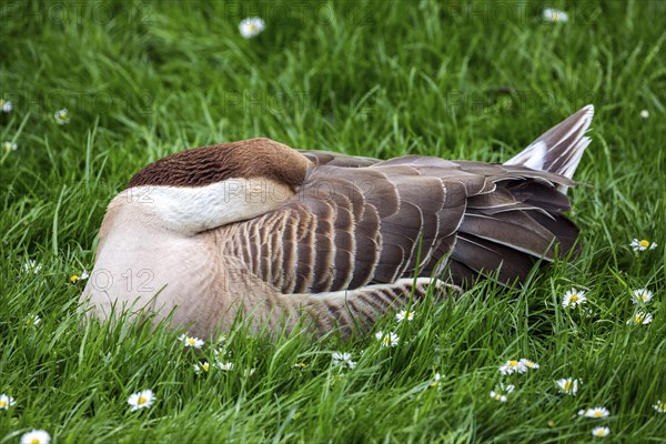 Swan goose