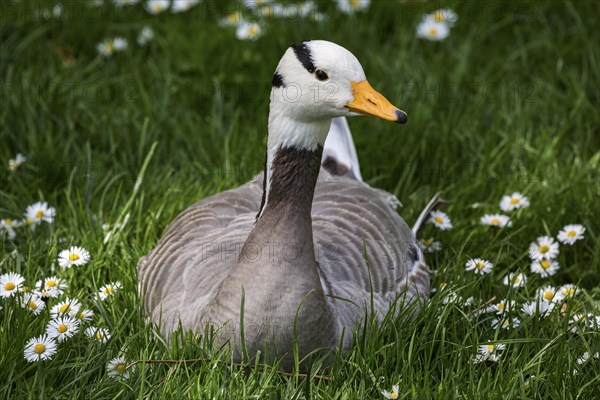 Bar-headed goose