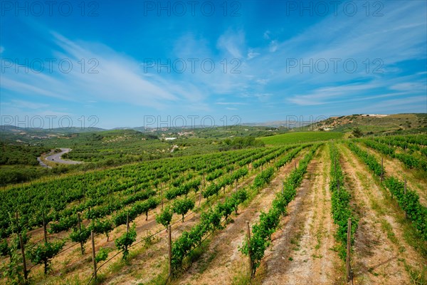 Wineyard with grape rows. Crete island