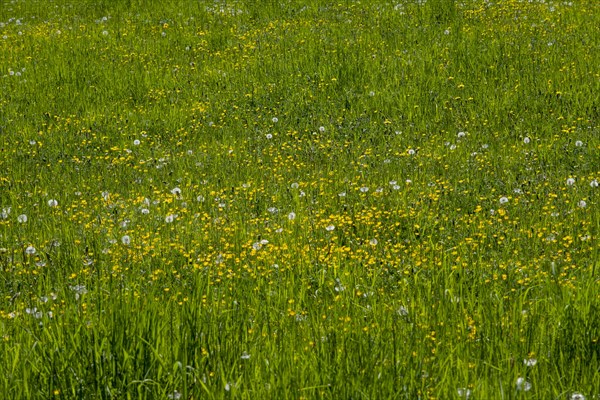 Meadow