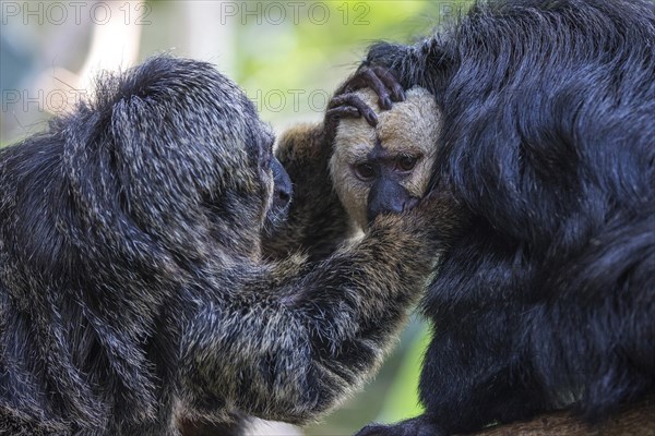 White-faced saki