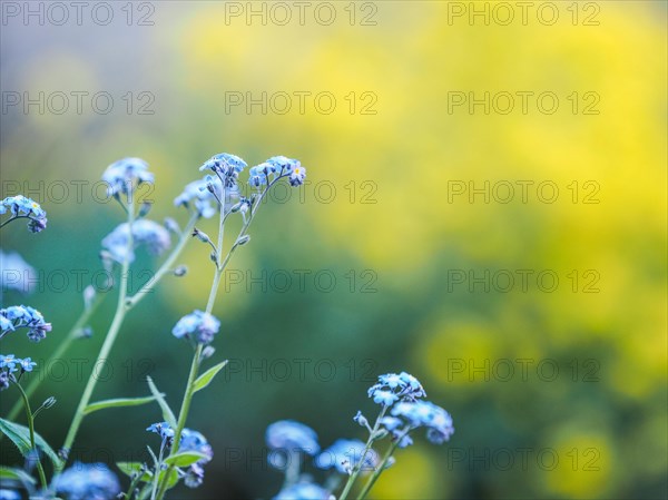 Wood forget-me-not