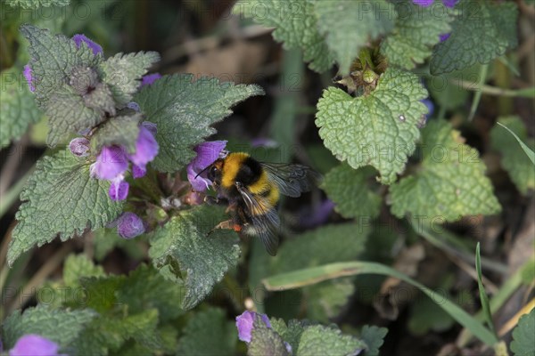 Garden bumblebee