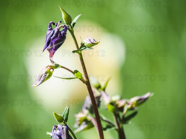 European columbine