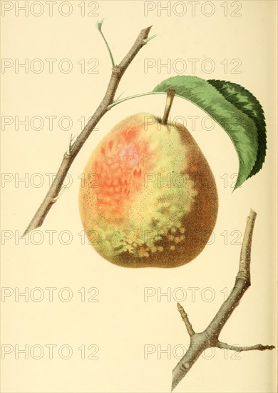 Birne der Sorte the Flemish Beauty Pear