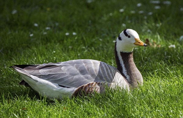 Bar-headed goose