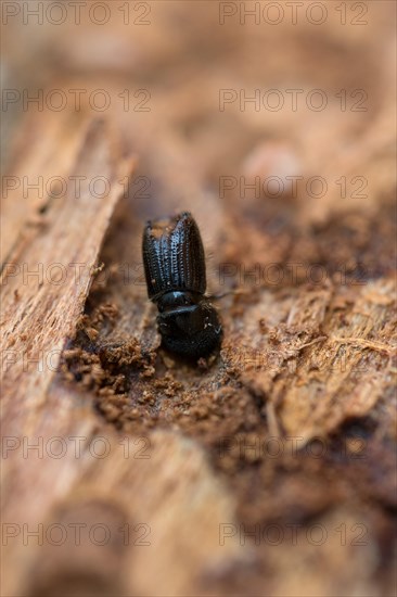 European spruce bark beetle