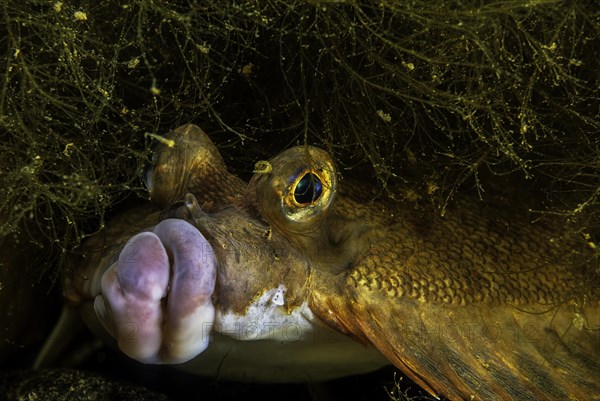 European plaice