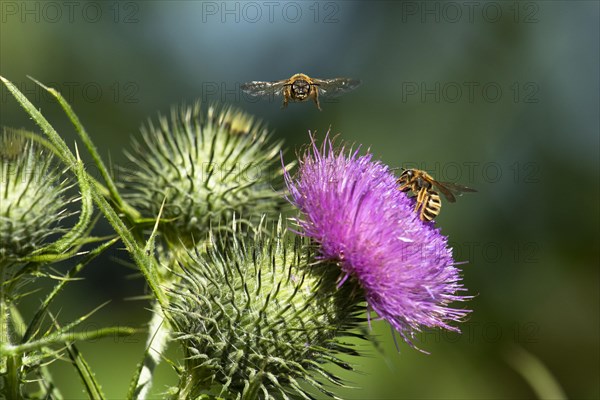 Sweat bee