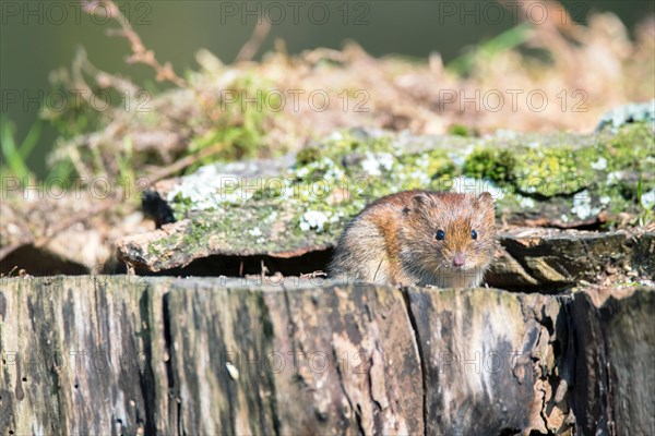 Bank vole