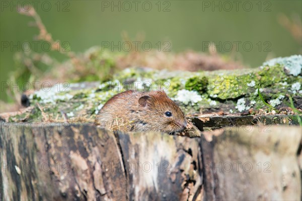 Bank vole