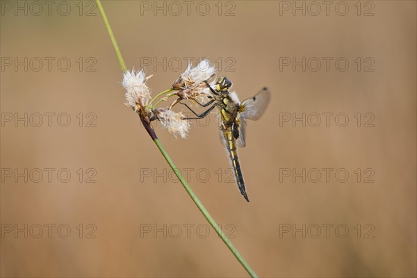 Four-spotted chaser