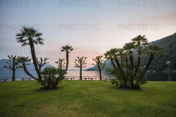 Palm trees on the lakeshore