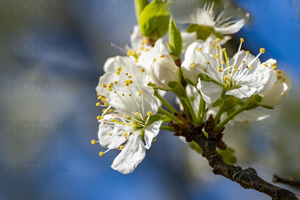 Blossoms of a sour cherry