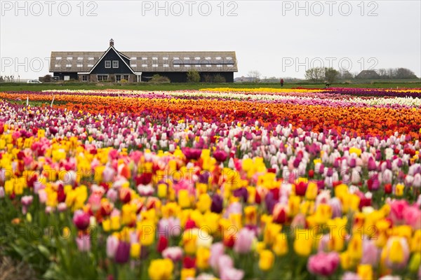 Tulip field