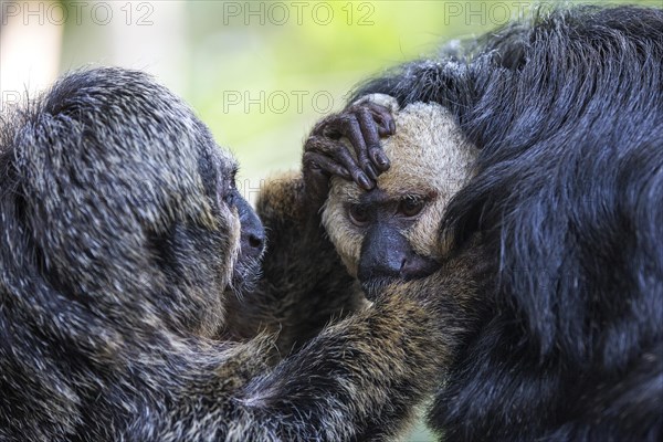 White-faced saki