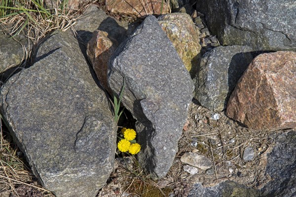 Coltsfoot between stones